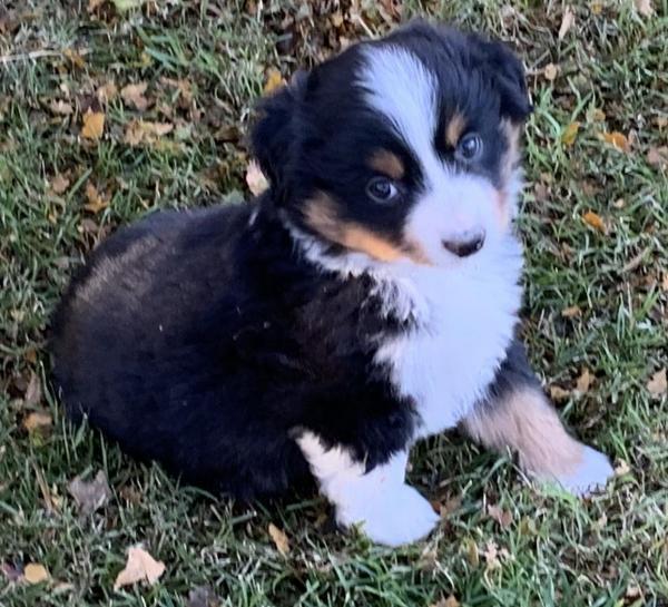 7 weeks old