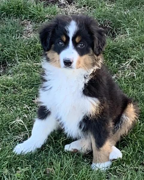 13 weeks old