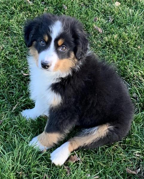 13 weeks old
