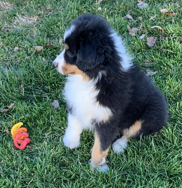 13 weeks old
