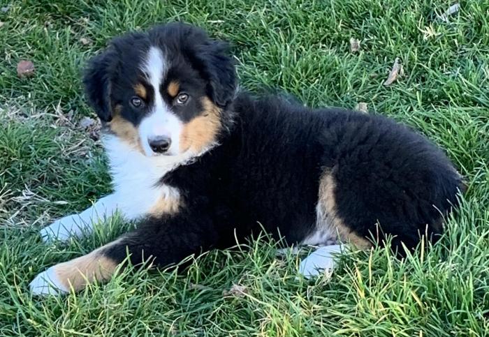 13 weeks old