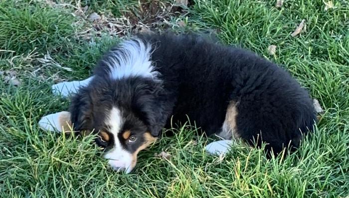 13 weeks old