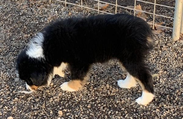 13 weeks old