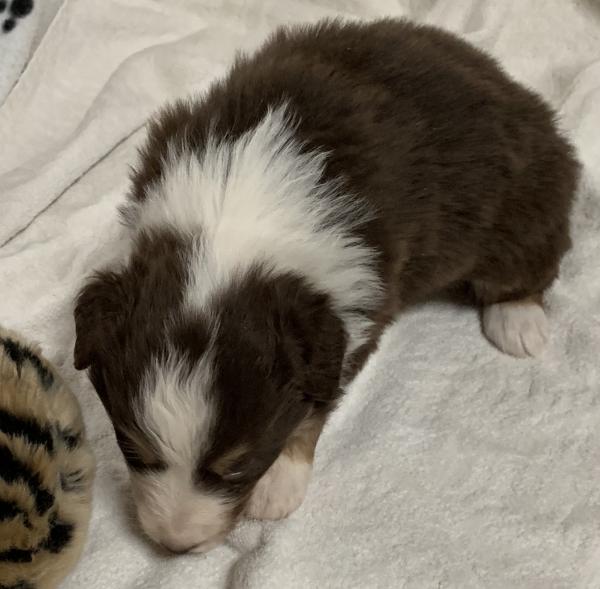 4+ weeks old