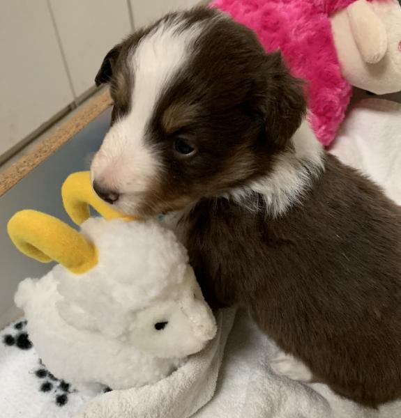 4+ weeks old