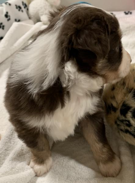 4+ weeks old