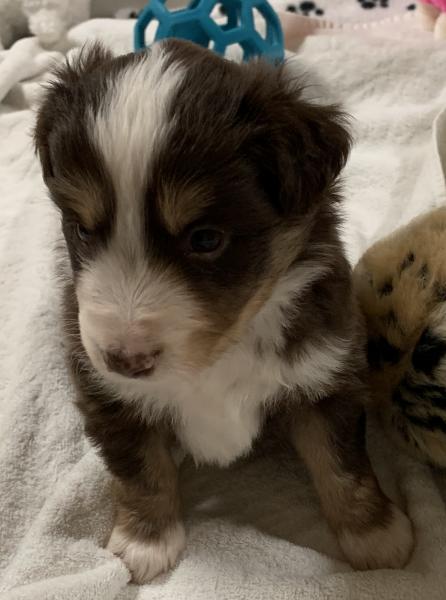4+ weeks old