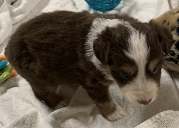 4+ weeks old