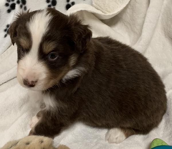 4+ weeks old