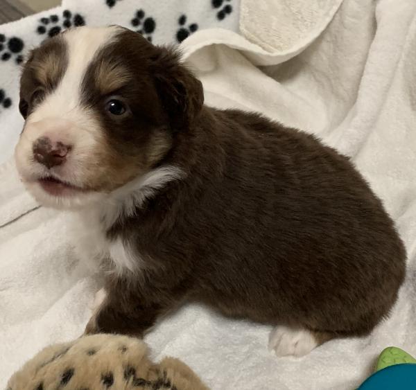 4+ weeks old