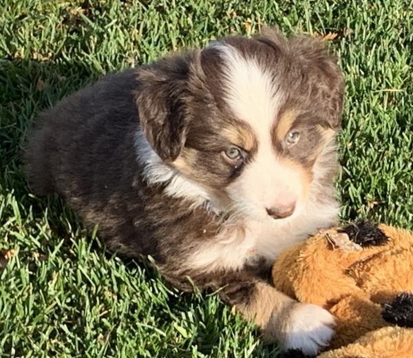 7 weeks old