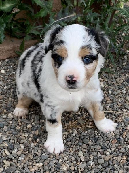 4 weeks old