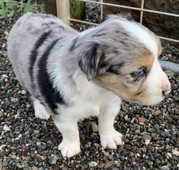 4 weeks old