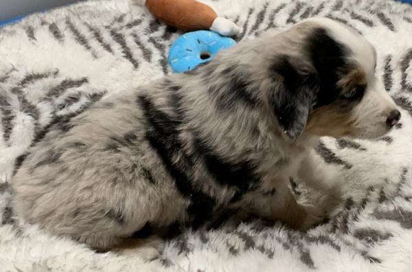 6 weeks old