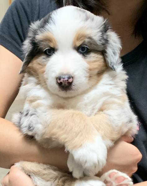 6 weeks old