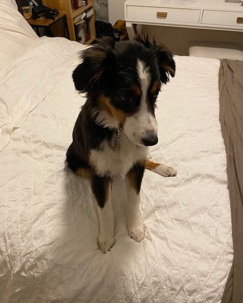 Bridger