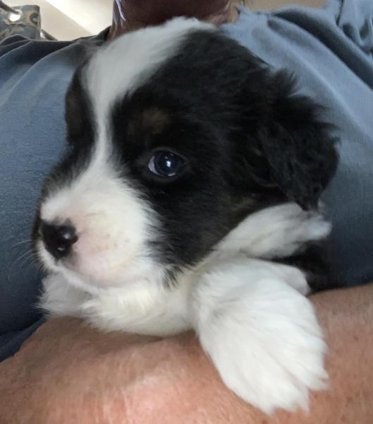 4+ weeks old