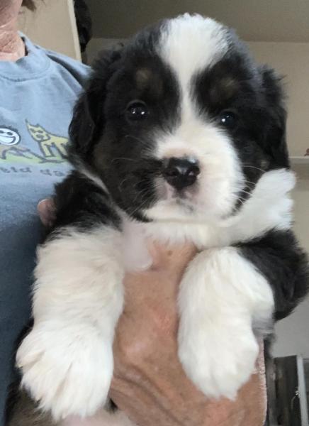 4+ weeks old