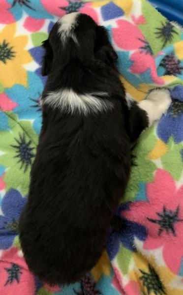 4+ weeks old