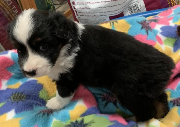 4+ weeks old