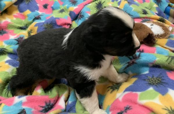 4+ weeks old