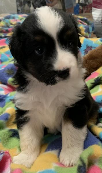 4+ weeks old