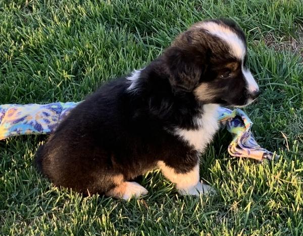 7 weeks old