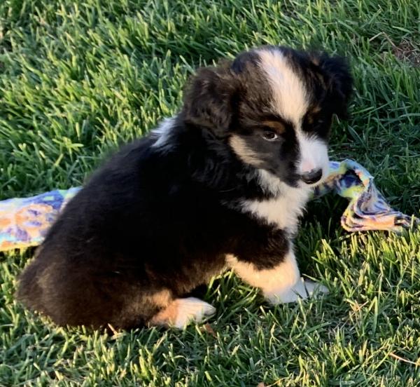 7 weeks old