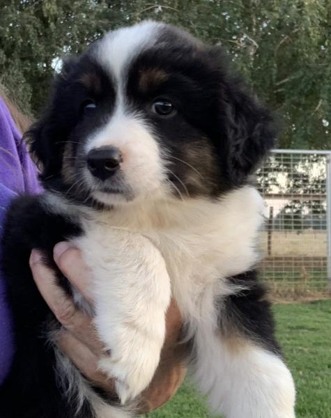 7 weeks old