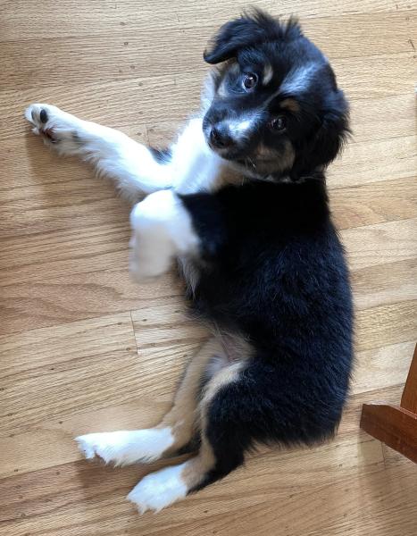 Lila