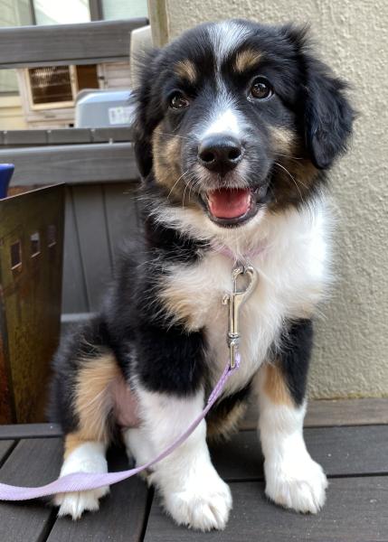 Lila