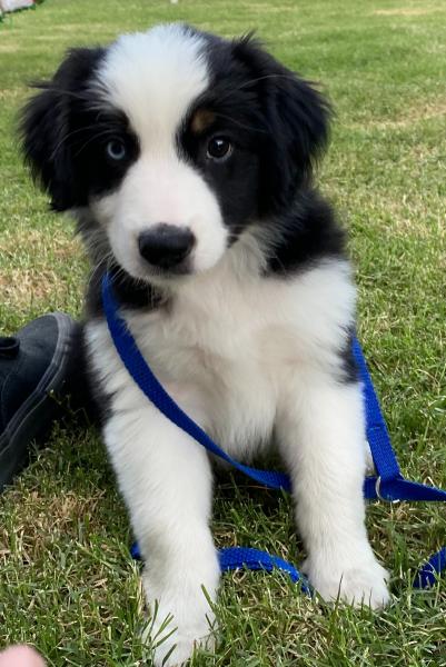 Ollie