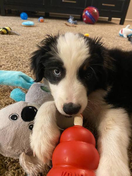 Ollie