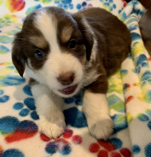 5 weeks old