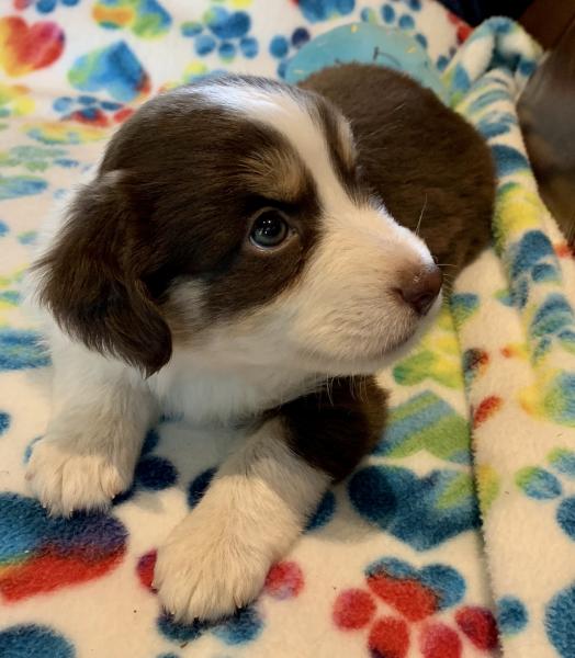 5 weeks old