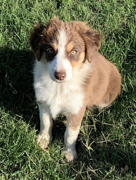 12 weeks old