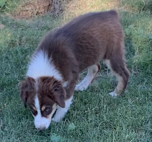 12 weeks old