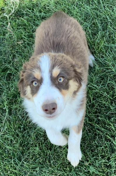 12 weeks old
