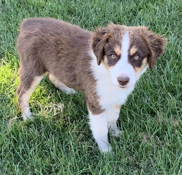 12 weeks old
