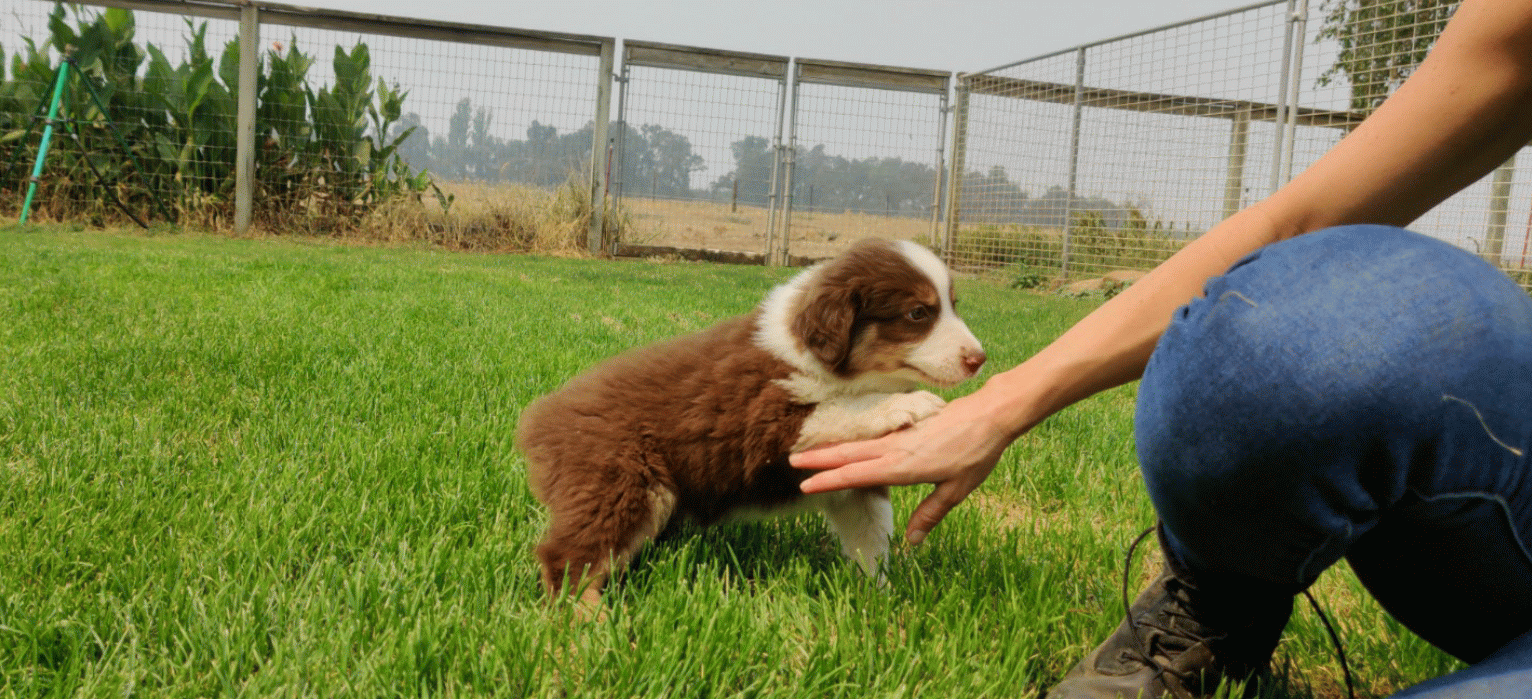 7+ weeks old