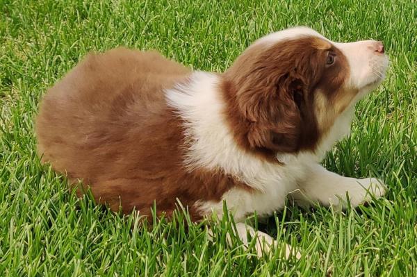 7+ weeks old