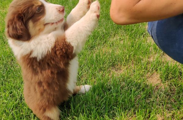 7+ weeks old
