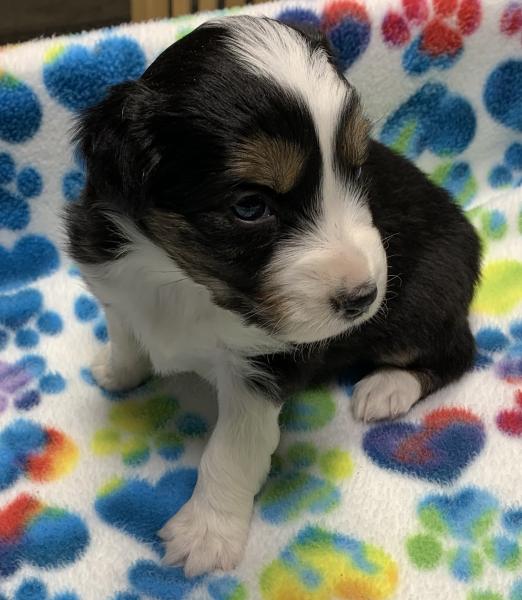 4 weeks old