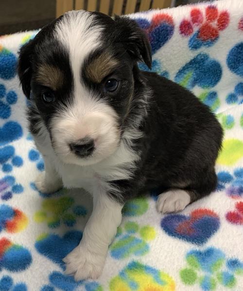 4 weeks old