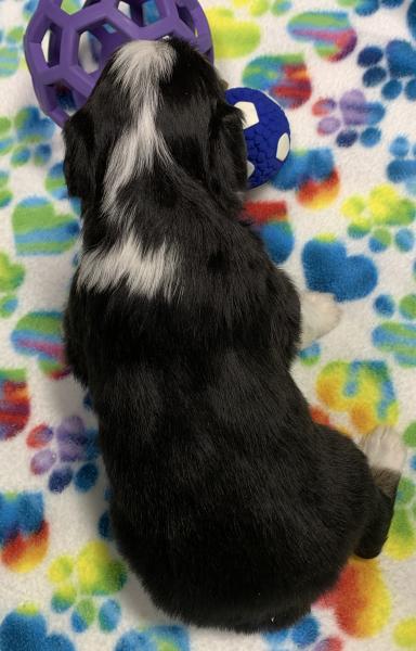 4 weeks old