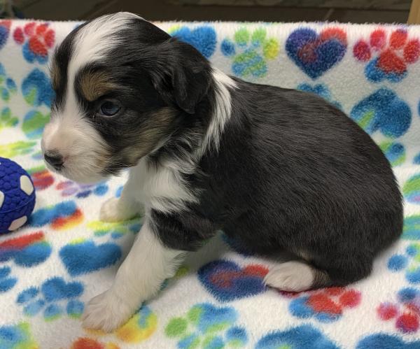 4 weeks old