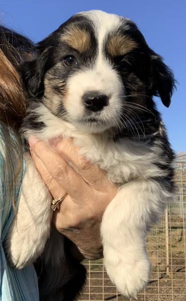 7 weeks old