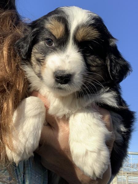 7 weeks old