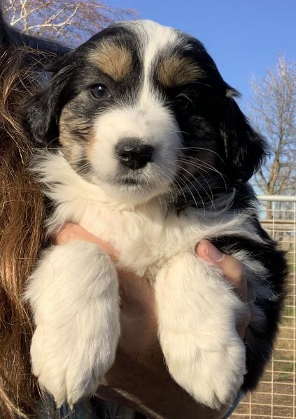 7 weeks old