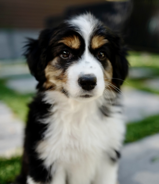 Phoebe